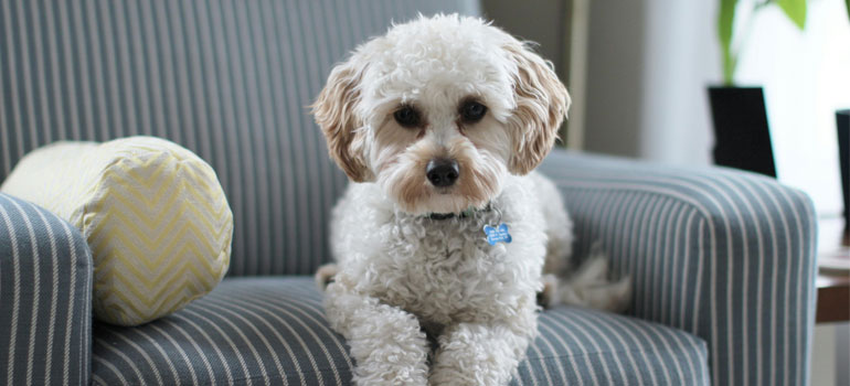 a white dog